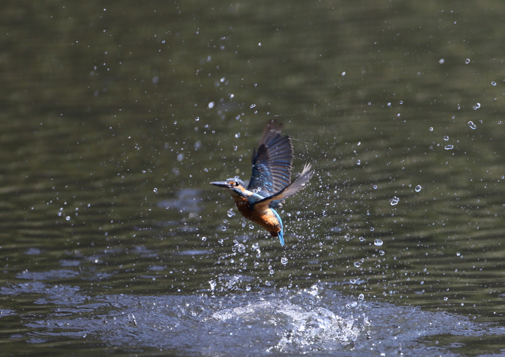 カワセミの飛び出し