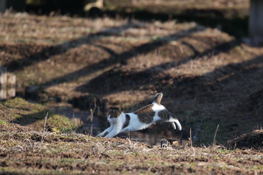 猫飛び