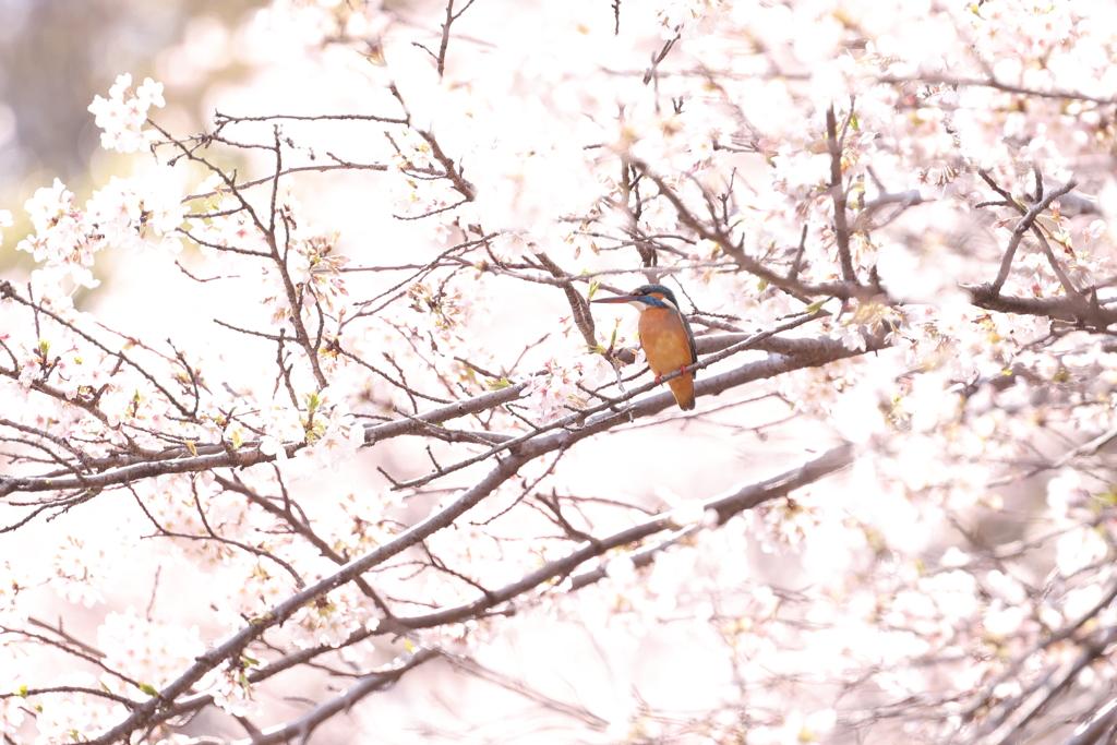 桜カワセミ