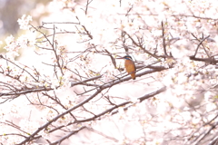 桜カワセミ