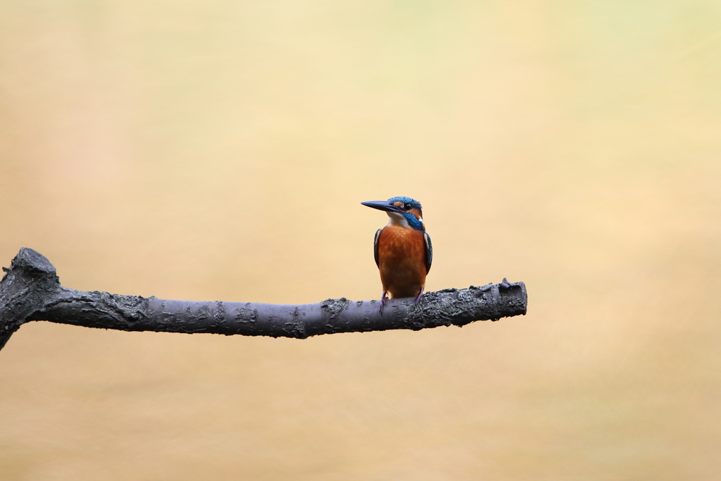 本日のカワセミ