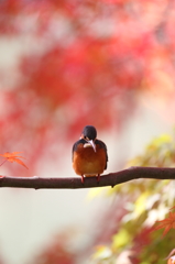 紅葉とカワセミ