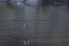 本日のカワセミ