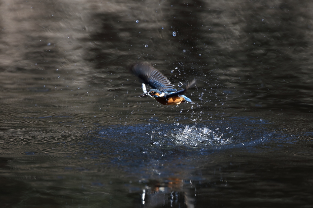 カワセミの飛び出し