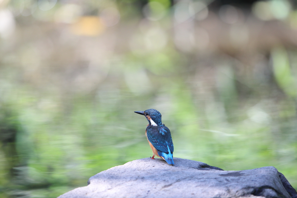 佇むカワセミ