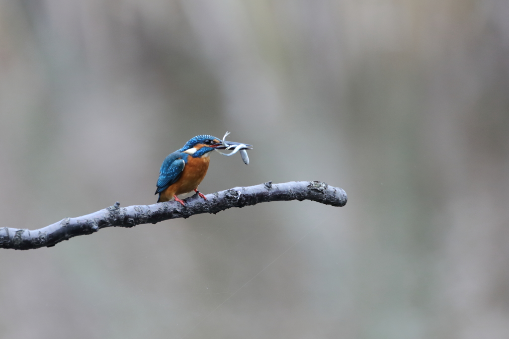 欲張りカワセミ