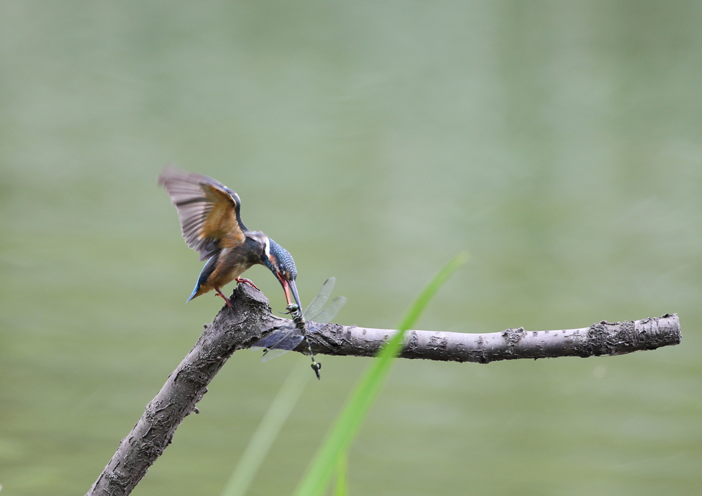 カワセミとトンボ２