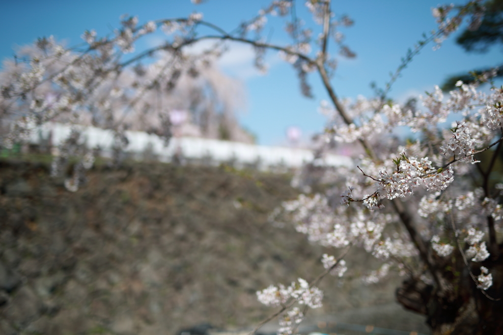 桜と弘前城石垣