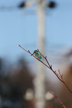 本日のカワセミ