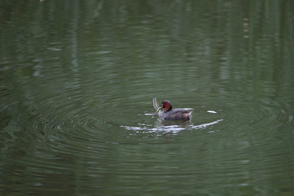 カイツブリとトンボ