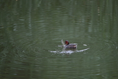 カイツブリとトンボ