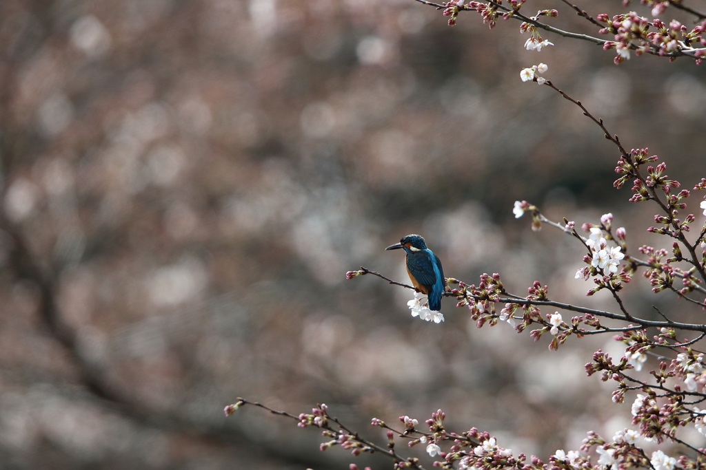 桜カワセミ