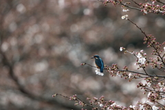 桜カワセミ