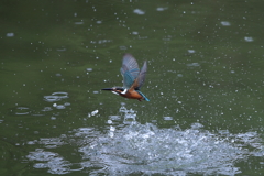 本日のカワセミ3