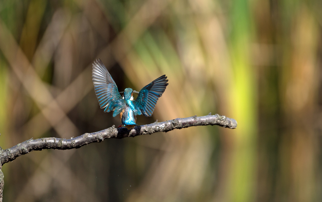 本日のカワセミ