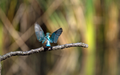 本日のカワセミ