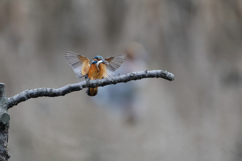 カワセミ飛びつき