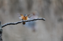 カワセミ飛びつき