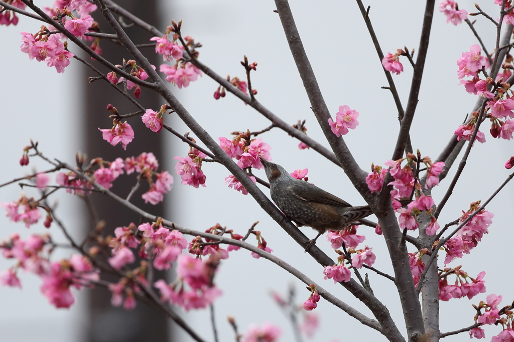 花とヒヨドリ