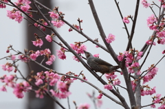 花とヒヨドリ