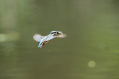 お魚付き