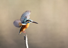 カワセミです。