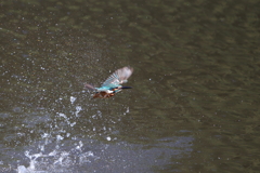 水がらみ