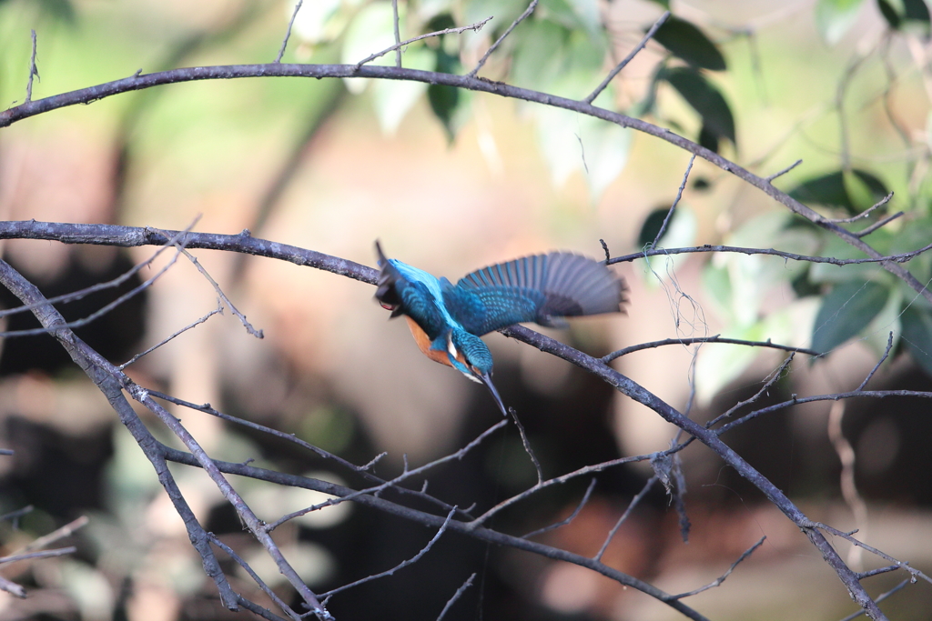 本日のカワセミ