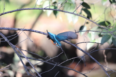 本日のカワセミ