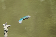 本日のカワセミ2