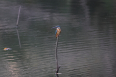 昨日のカワセミ２
