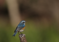 ルリビタキです。