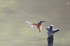 本日のカワセミ