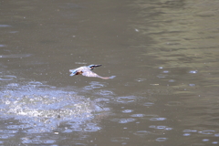 水がらみ