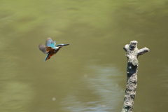 今日のカワセミ