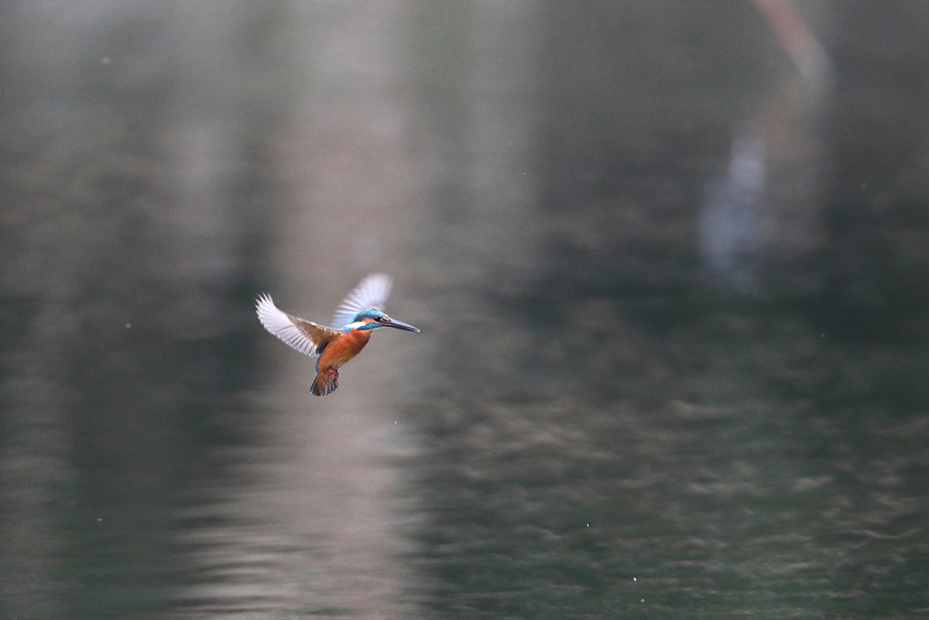 久しぶりのホバ