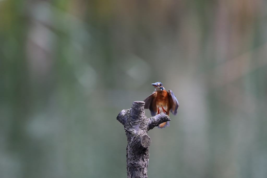 カワセミキック