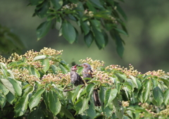 ヒヨドリの子育て