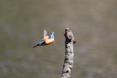 2羽のカワセミ