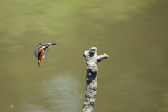今日のカワセミ