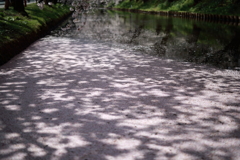 弘前城お堀の花筏
