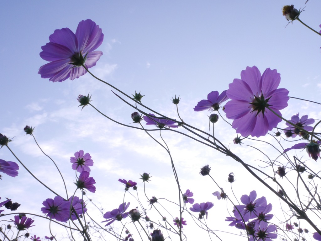今季、二度目の桜(秋桜)