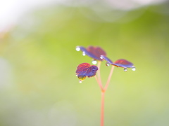 朝一の雫‥儚い