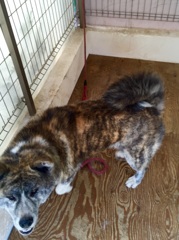 甲斐犬