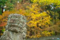 ん