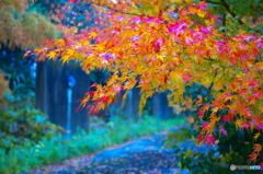 濡紅葉
