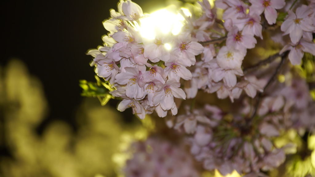 夜桜