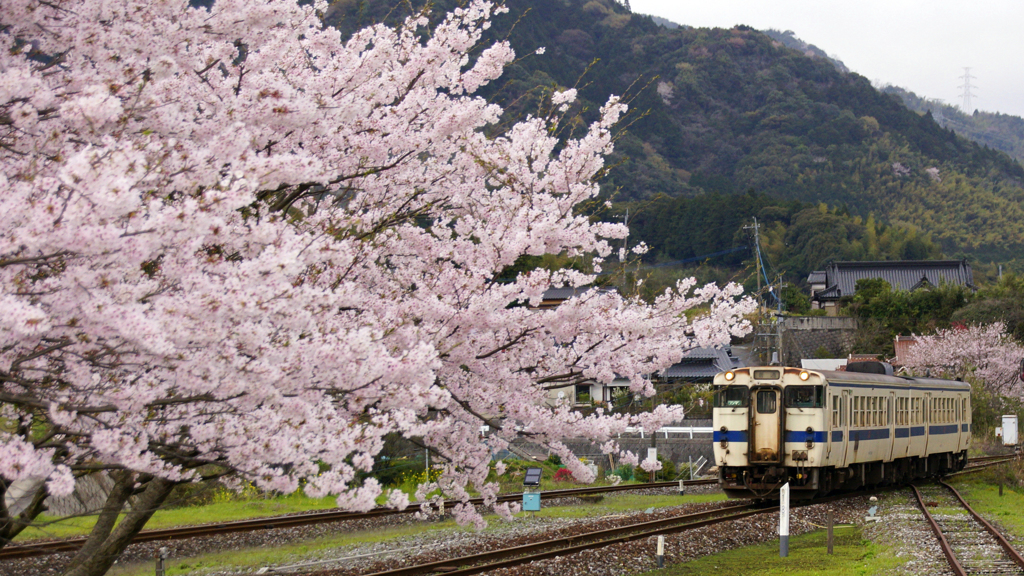 採銅所の桜