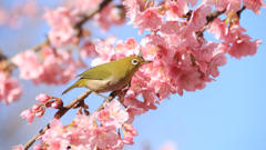 河津桜とメジロ