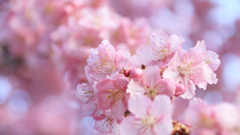 代々木公園の河津桜